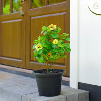 Treeno.9 - T145 โพทะเล Portia tree กระถาง 11 นิ้ว / สูง 40-50 ซม. / ไม้ประดับ ไม้ดอก (ต้นไม้)