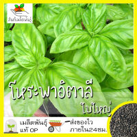 เมล็ดพันธุ์ โหระพาใบใหญ่ อิตาเลี่ยน เบซิลใบใหญ่ 400 เมล็ด Large Leaf Italian Basil เมล็ดพันธุ์แท้100%นำเข้าจากต่างประเทศ