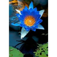 เมล็ดบัวจิ๋ว (Water lily) สีน้ำเงิน  5 เมล็ด