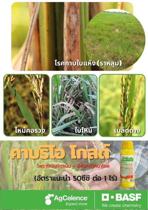 คาบริโอโกลด์-500ซีซี-ป้องกันเชื้อรา-กำจัดเชื้อรา-พืชทุกชนิด-basf-ค่าส่งถูก