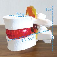 Lumbar intervertebral disc human body skeleton model spinal vertebral anatomy of medical simulation teaching in adult human skeleton