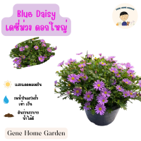 Blue Daisy เดซี่ม่วง ดอกใหญ่  #ดอกไม้ทานได้ #GeneHomeGarden