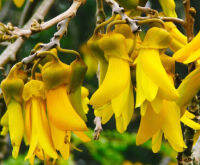 เมล็ดพันธุ์ ลิลลี่ภูเขา Kowhai / 5 เม็ด จากนิวซีแลนด์ ของแท้ชัวร์