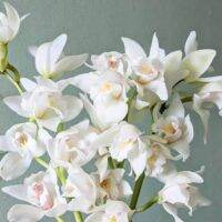 30 เมล็ดพันธุ์ เมล็ดกล้วยไม้ กล้วยไม้ ซิมบิเดียม (Cymbidium Orchids) Orchid flower seeds อัตราการงอก 80-85%