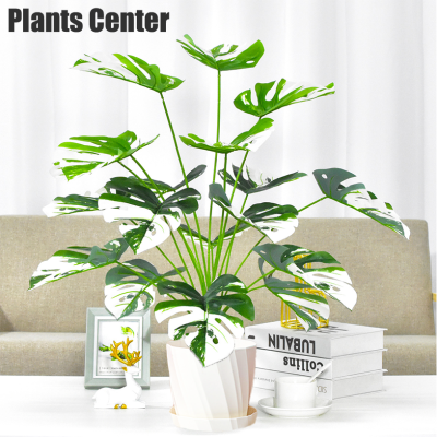 Plants Center พร้อมส่ง P005 ต้นไม้ปลอม Monstera  มอนสเตอร่าด่าง ตกแต่งบ้าน แต่งสวน ส่งที่ไทยค่ะ  ต้นไทรใบสักเสม 12ใบ สูง65cm/18ใบ สูง85cm