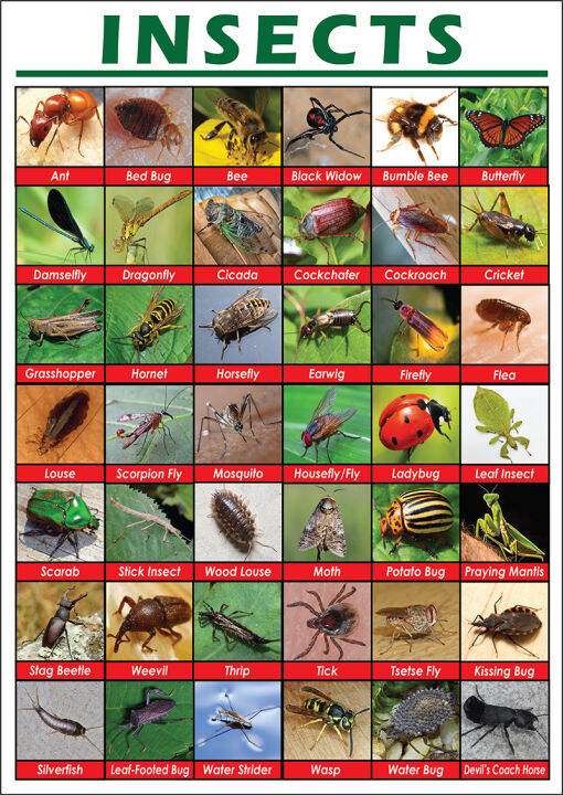 Kinds of Insects Real Pic v1 Educational Chart - A4 Size Poster ...