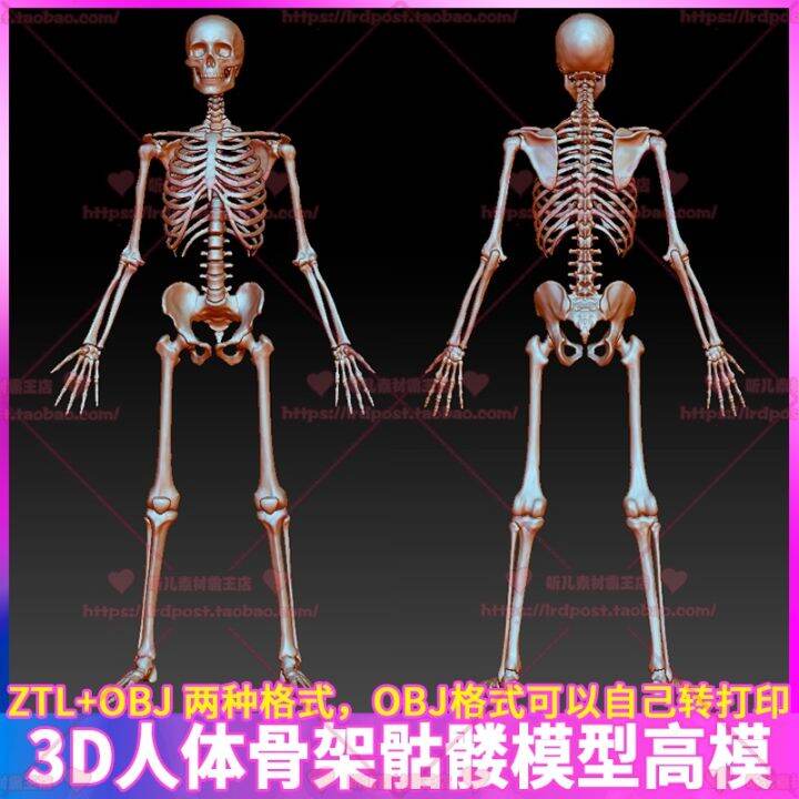 Zbrush role human body vertebra bone skull skeleton plane solution of 3
