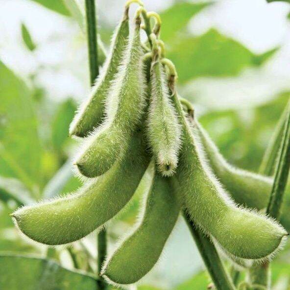 50 seeds Buy one get one free (not plants) benih kacang edamame kacang