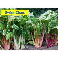 สวิสชาร์จ Swiss Chard เมล็ดพันธุ์คุณภาพ นำเข้าจากฮอลแลนด์ พร้อมวิธีการปลูก