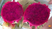 10 เมล็ด เมล็ดแก้วมังกร (Pitaya) Dragon fruit พันธุ์ไต้หวัน ของแท้ 100% อัตรางอกสูง 70-80 % มีคู่มือปลูก ปลูกในกระถางได้