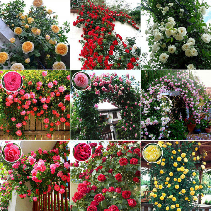 [Fast Germination] Climbing Rose Seeds Flowering Plants Seeds Climbing