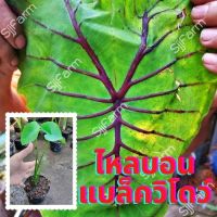 ต้นไหลบอนแบล็ควิโดว์ 1 กระถางcolocasia black widow ก้านกระดูกดำ จัดเป็นน้องชายฟาโรห์ จัดส่งพร้อมกระถาง