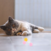 OULII 70pcs Cat Scratch Ball Indoor Cat Scratching Toy Kitten Plush Ball ของเล่นแมว Scratching Balls