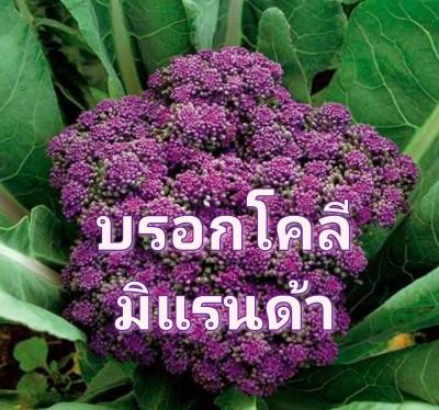 บรอกโคลีมิแรนดา เมล็ดพันธุ์บรอกโคลีมิแรนดา อิตาลี Broccoli Miranda Seeds Italica Plenck  Seeds บรรจุ5 เมล็ด