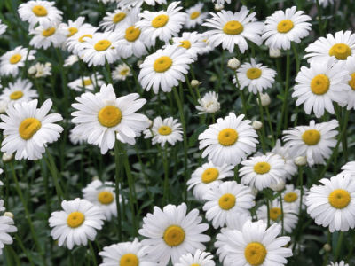 เมล็ดคาโมมายล์ปลูกง่าย บรรจุละซอง500เมล็ด ดอกไม้คุณประโยชน์ ปลูฏสวยงามได้ด้วย
