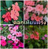 เมล็ดพันธ์ ดอกเทียนฝรั่ง Impatiens flower ปลูกง่าย สวยงาม ชอบร่มรำไรหรือแสงแดดครึ่งเช้า เมล็ดพันธ์นำเข้า ปลูกดอกไม้ ผัก