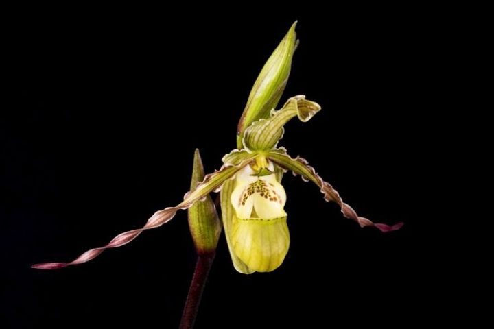 20-เมล็ดพันธุ์-bonsai-เมล็ดกล้วยไม้-กล้วยไม้-กล้วยไม้เอื้อง-phragmipedium-orchids-orchid-flower-seed-อัตราการงอกของเมล็ด-80-85