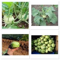 เมล็ดพันธุ์ กะหล่ำปม สีเขียว (Green Vienna Kohlrabi Seed) บรรจุ 500 เมล็ด ใช้ส่วนลำต้นที่เป็นปมทำอาหาร รสชาติอร่อย