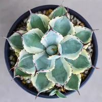 ( PRO+++ ) โปรแน่น.. (jixg)Agave potatorum Kishoukan/ อกาเว่ คิวโช-คัง ไม้อวบน้ำ Succulents (ไลทอป Lithops แคคตัส)9-11cm ราคาสุดคุ้ม พรรณ ไม้ น้ำ พรรณ ไม้ ทุก ชนิด พรรณ ไม้ น้ำ สวยงาม พรรณ ไม้ มงคล