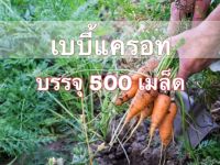 เมล็ดเบบี้แครอท 500 เมล็ด คัดพิเศษ [ซื้อ 10 แถม 1]