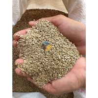 ข้าวไรน์ Canary Seed  สำหรับนกแก้วและหนูแฮมสเตอร์ บรรจุ 1 กิโลกรัม