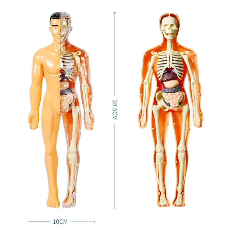 Tranh giải phẫu cơ thể người toàn thân 3D
