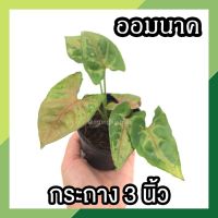 ? โปร 9.9 ? [แพ๊ก 10 ต้น] ต้นออมนาค ในกระถาง 3 นิ้ว พุ่มสวย ต้นไม้มงคล ต้นไม้ฟอกอากาศ เสริมดวง เสริมโชคลาภ ค้าขายร่ำรวย ปลูกในบ้านได้