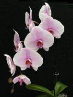 35 เมล็ดพันธุ์ เมล็ดกล้วยไม้ ฟาแลนนอปซิส (Phalaenopsis Orchids) Orchid flower seed. อัตราการงอกสูง 80-85%