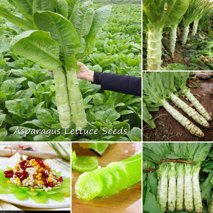 [Fast Germination] 200PCS High Quality Authentic Asparagus Lettuce