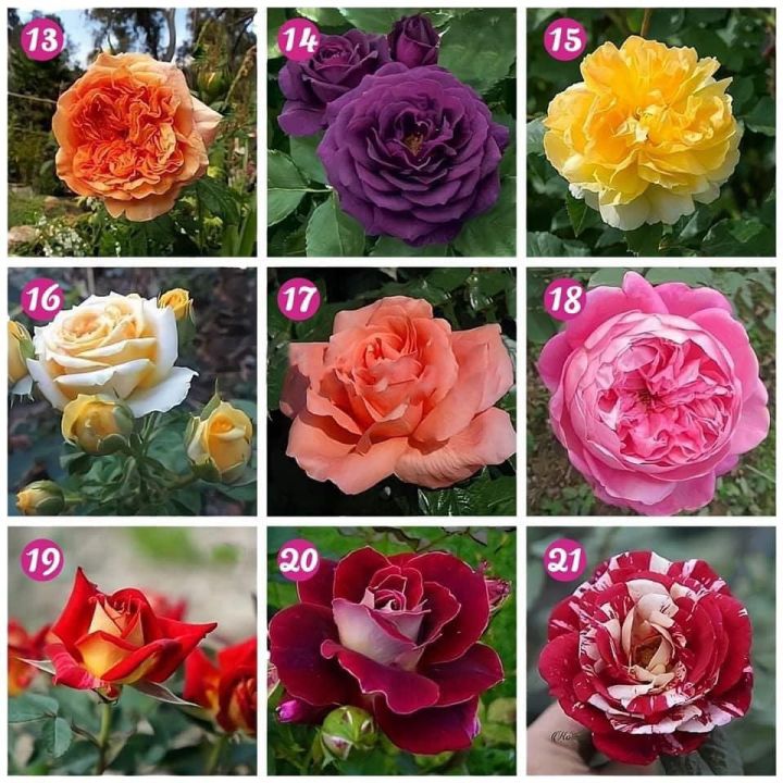 คอมโบดอกกุหลาบ5ต้น-เลือกสีตามใจชอบ-ต้นสูง-30-40ซม-ออกดอกหลังปลูก15-20วัน