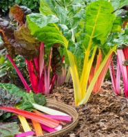 เมล็ดพันธุ์ สวิสชาร์ด Swiss Chard บีตรูต/บีทรูท (Beetroot) ผักกาดแดง ผักกาดฝรั่ง / ซองละ 20 เม็ด