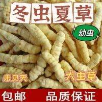 Cordyceps Sinensis ที่ราบสูงไวน์แท้จากทิเบตไม่มีน้ำซุปไวน์สินค้าแห้งในระยะแรกไม่แตก