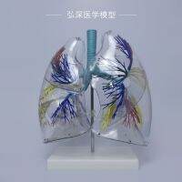 Transparent lung segment model of human respiratory system bronchial tree organs dissection structure of medical teaching interpretation