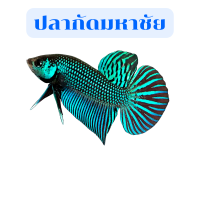 Betta สายพันธุ์ มหาชัยสีเข้ม หางโพ เพศผู้1 ตัว ส่งด่วน รับประกันการจัดส่ง ของดีมีคุณภาพ