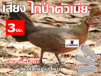 เสียง ล่อไก่ป่า หมานๆ นาน 3 ชั่วโมง USB แฟลชไดร์ฟ สำหรับ ใช้ล่อไก่ป่า หมานๆๆ