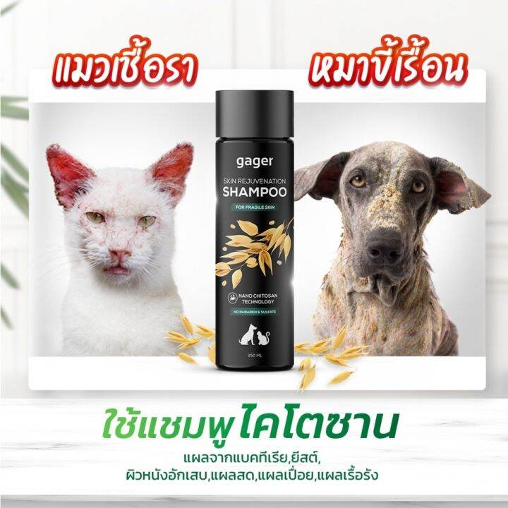 Gager แชมพูสูตรนาโนไคโตซาน สำหรับสุนัขและแมว รักษาเชื้อรา ผิวหนังอักเสบ