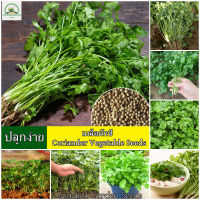 เมล็ดพันธุ์ ผักชี (Coriandrum Sativum) Coriander Vegetable Seeds for Planting บรรจุ 100 เมล็ด เมล็ดบอนไซ ผักออแกนิค เมล็ดพันธุ์ผัก ผักปรุงรส พันธุ์ผัก บอนไซ เมล็ดผัก เมล็ดพันธุ์พืช ดอกไม้ปลูก ปลูกผัก ผักสวนครัว เมล็ดพันธุ์แท้ 100% ปลูกง่าย ปลูกได้ทั่วไทย