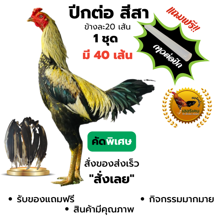 ปีกต่อไก่ชนไม่เปาะ-ปีกแข็งแรง-ปีกไก่ชน-1ชุดมี-40เส้น-ขาว-สา-ดู่-กรด-หม่น-ดอก-คัดพิเศษ-ทุกเส้น