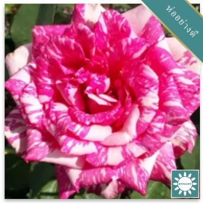 30 เมล็ด เมล็ดพันธุ์ กุหลาบ White Pink Rose Rose Seeds ดอกใหญ่ นำเข้าจากต่างประเทศ พร้อมคู่มือ เมล็ดสด ใหม่