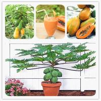 10pcs Maradol Papaya Seeds Vegetable Fruit Tree Plant Home Garden Decoration Health Fruits Seeds(เมล็ดพันธุ์พืช เมล็ดดอกไม้ พรรณไม้ ต้นไม้ เมล็ดพันธุ์ผัก พันธุ์ไม้ผล ผักซอง ผักสวนครัว plants plant ) ต้นไม้ฟอกอากาศ