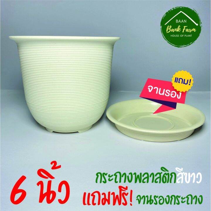 กระถางญาญ่า6นิ้ว-1ใบ-ฟรี-จานรองกระถาง-กระถางราคาถูก-กระถางพลาสติก-กระถางต้นไม้-เกลียวญี่ปุ่น-l-บ้านแบงค์ฟาร์ม