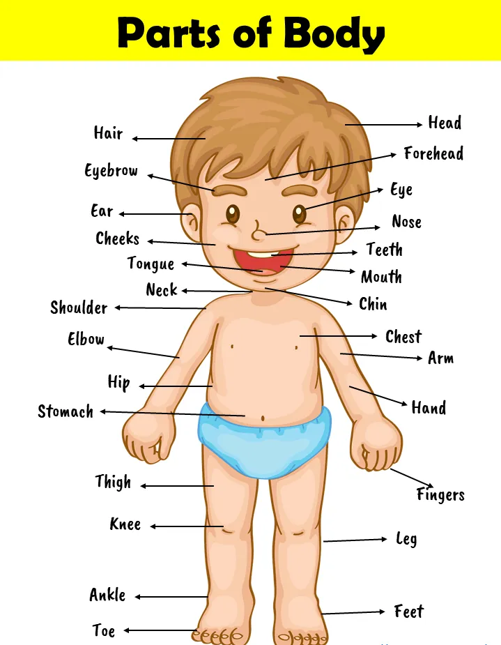 Human Body Parts Poster For Kids