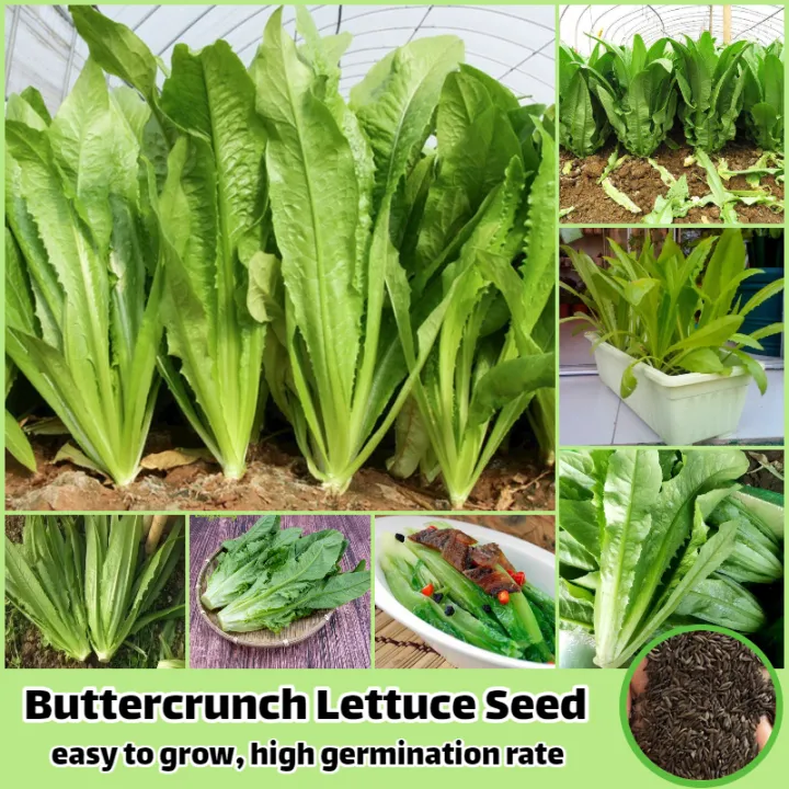 [High Germination] Buttercrunch Lettuce Seed High Yield Organic Vegetable Seeds for Planting