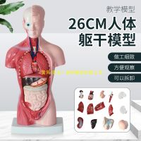 26 cm organ removable medical teaching human anatomy model heart model trunk system structure diagram anatomy