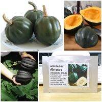 เมล็ดพันธุ์ ฟักทอง เทเบิลควีน อะคอน Table Queen Acorn Squash Seed 20 เมล็ด คุณภาพดี ราคาถูก ของแท้