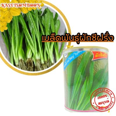 เมล็ดผักชีฝรั่ง เมล็ดพันธุ์ 20 ก. ตราต้นไผ่