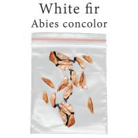 เมล็ดสน Abies concolor 1000 มิลลิกรัม White fir สนคริสต์มาส เฟอร์ขาว บอนไซ