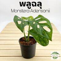 [คุณภาพดี] พลูฉลุ ( MONSTERA ADENSONII ) ต้นไม้ฟอกอากาศ มินิมอลสไตล์ สวย เลี้ยงง่าย โตไว มือใหม่ต้องไม่พลาด ไม้มงคล