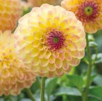 1 เหง้า/ชุด รักเร่ Dahlia Bulb สายพันธุ์ LAKELAND AUTUMN หัวรักเร่ ดอกไม้ หัวหน่อ เหง้า นำเข้า เนเธอร์แลน หัวสดใหม่