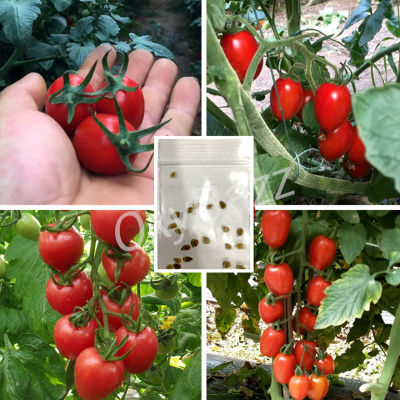 เมล็ดพันธุ์มะเขือเทศเชอรี่แดง 20เมล็ด เมล็ดมะเขือเทศเชอรี่ [10แถม1] Cherry Tomato